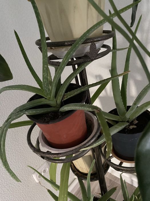 Цветы домашние Доллар , алое вера