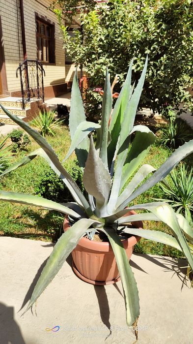 Kotta Agava sotiladi