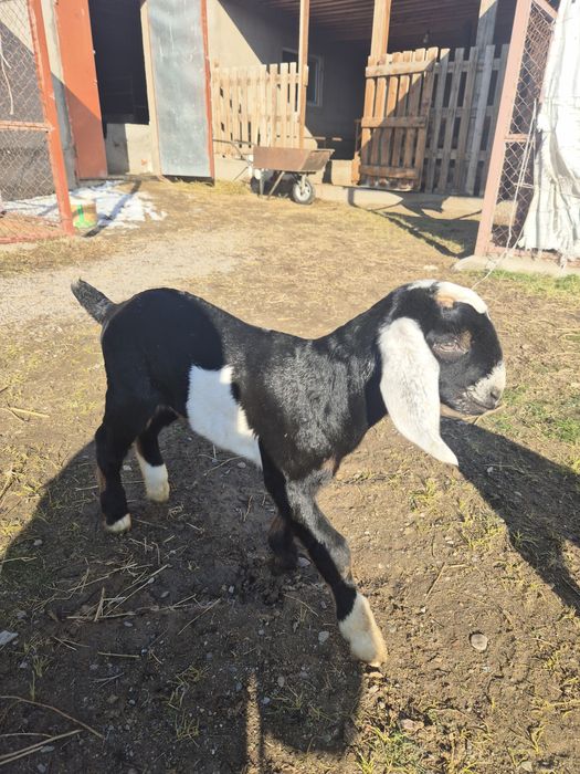 Козы англонубийские