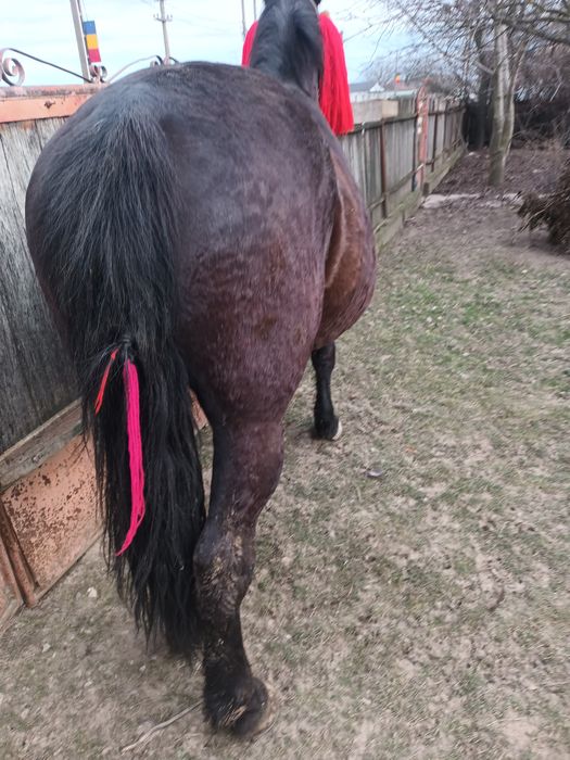 Vind urgent cal castrat