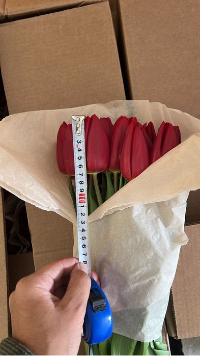 Тюльпаны Петропавловск оптом и розница