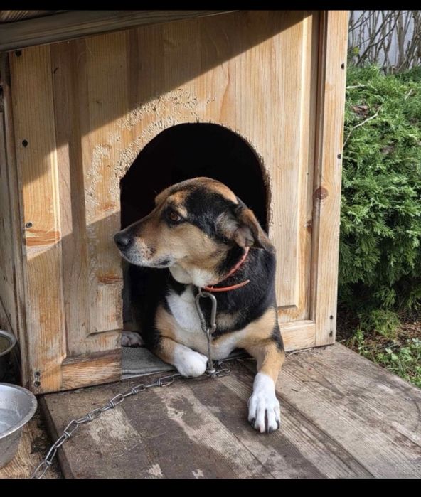 СПЕШНО - куче в нужда от дом