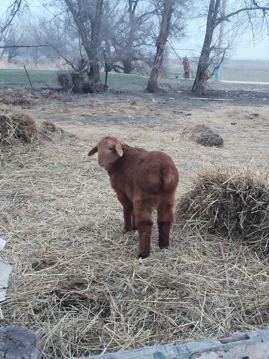 Бір қозылы қои.бір буаз қои