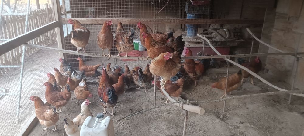 Жұмыртқа штугы 200тенге