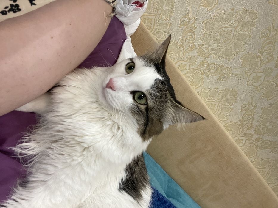 Отдам даром кота