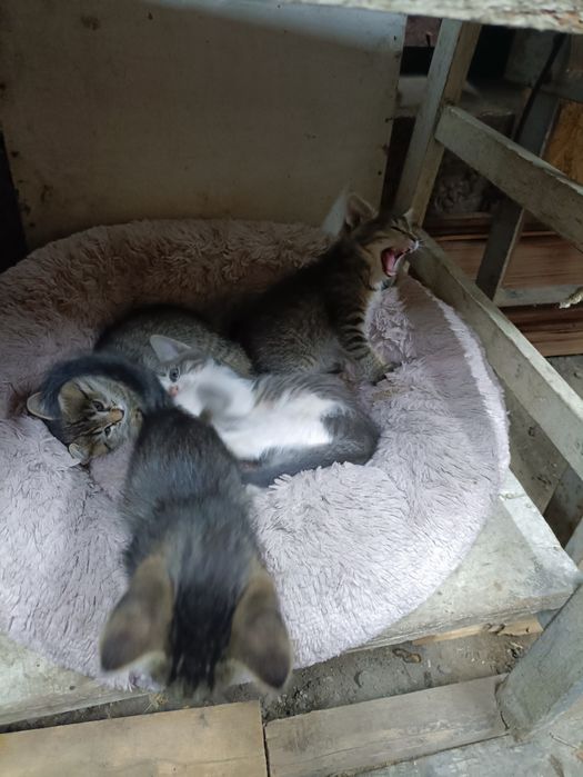 Отдам симпатичных котят