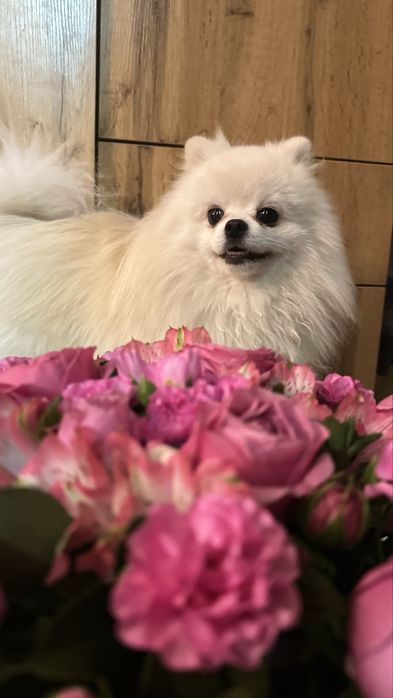 Малый шпиц померанский. Вязка кабель