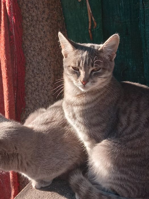 Отдам в добрые руки котенка