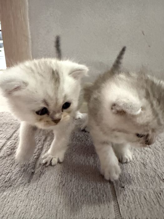 Сребърни котенца