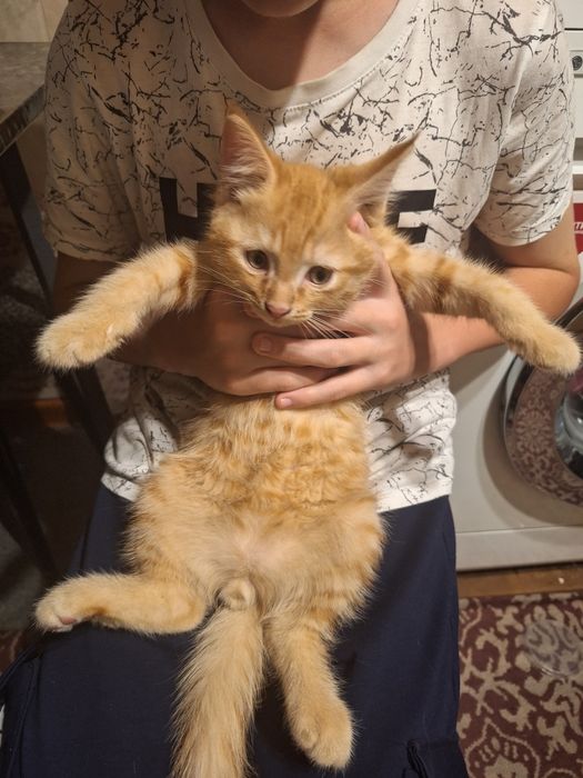 Рыжий котёнок ищет любящих хозяев