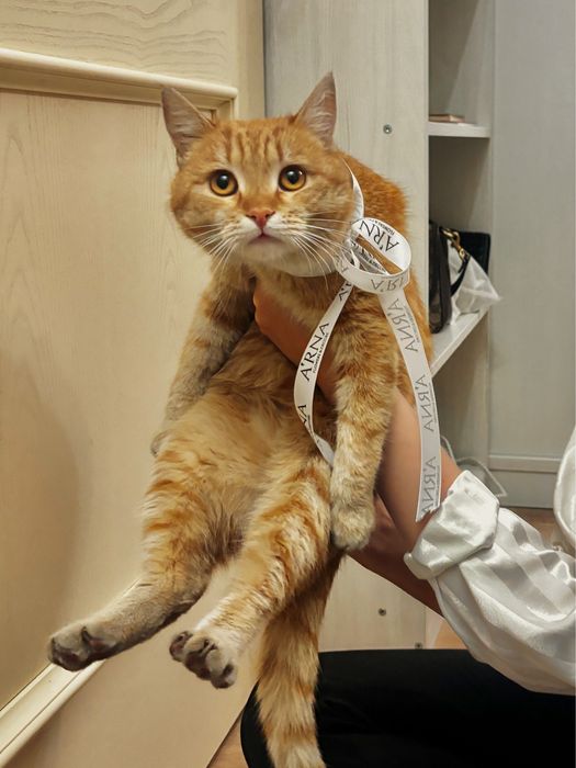 Рыжий кот ищет семью