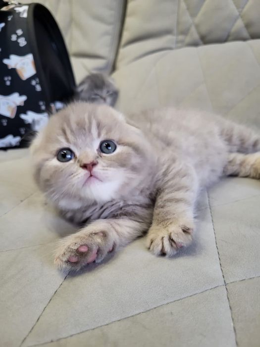 Скоттиш фолдики