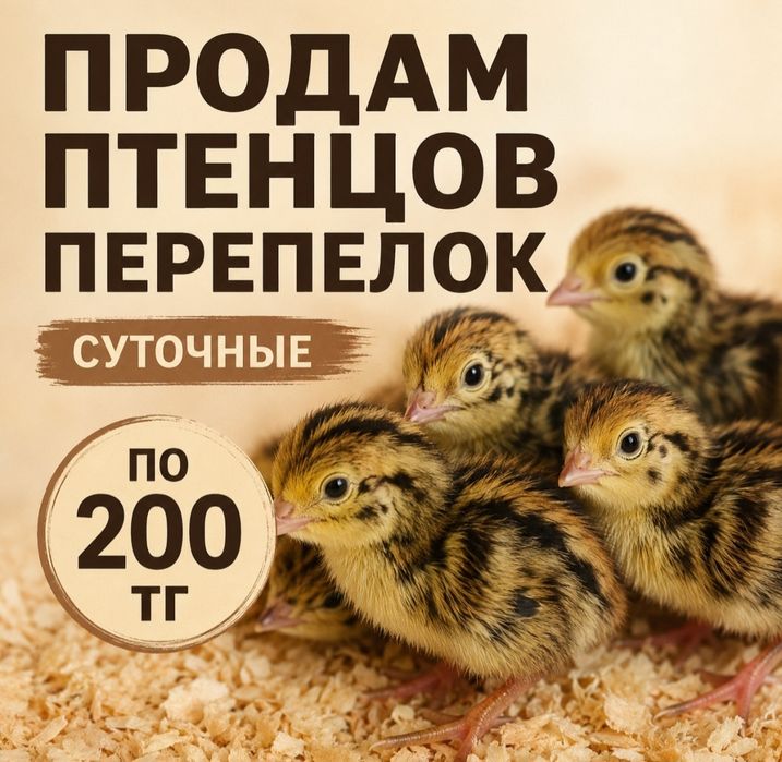 Птенцы перепелок