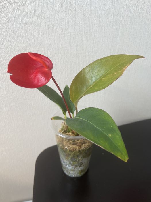 Антуриум Шерцер