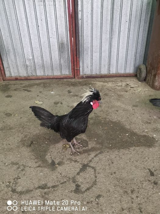 Vând motate olandeze. 2 cocoși + 2 gaini , și un fazan comun