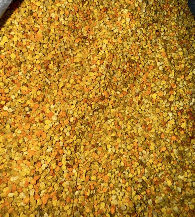 Polen crud din primavara 2025 pomi fructiferi