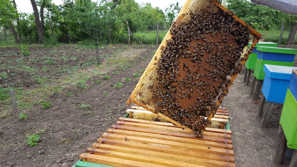 Vand 10 familii de albine Vintileanca/Sahateni/Buzau