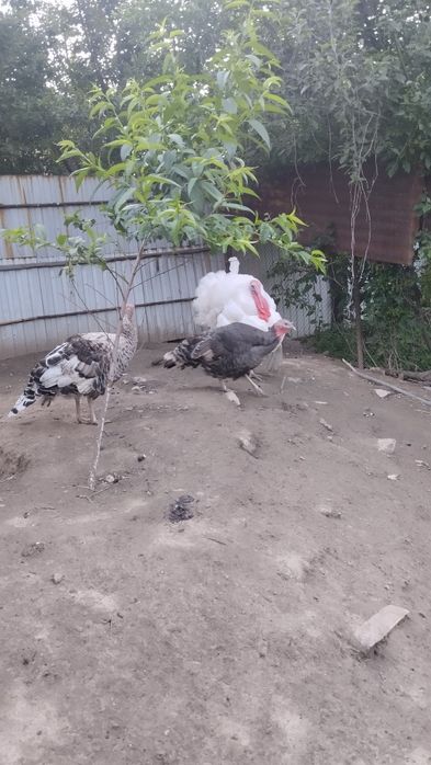 Продам индюшек  и индюка