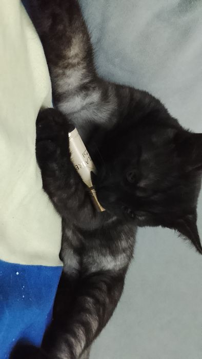 Кот на вязку опытный кот