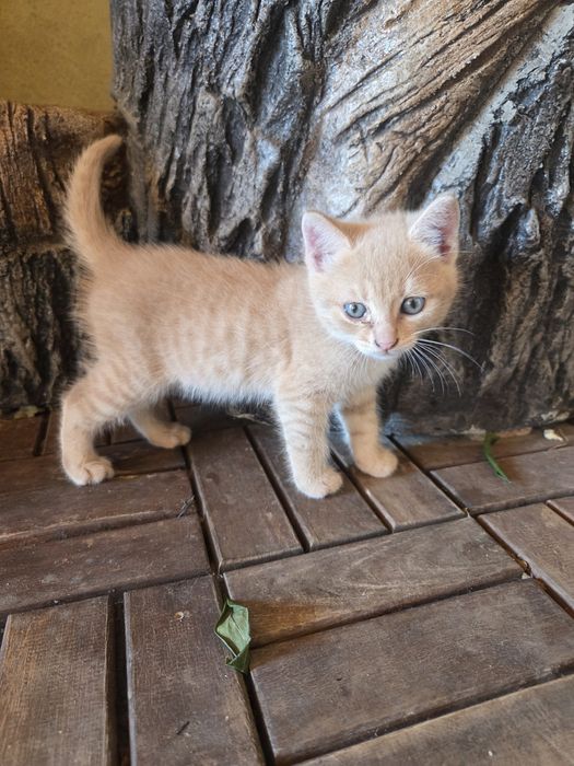 Подаряват се котенца