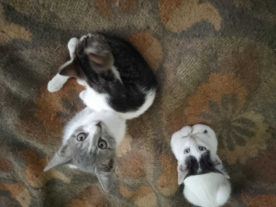 Подарявам котенца