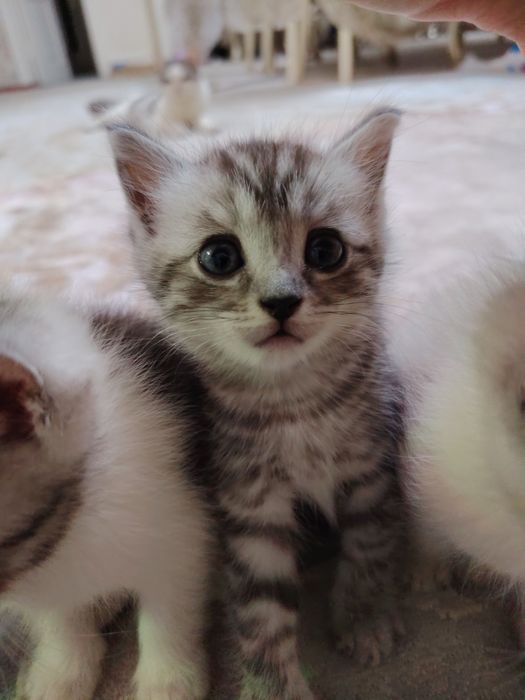 Котята срочно отдам