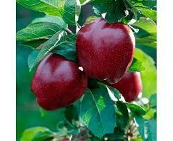 Тоза интинсиб ва полкарлик олма кучатлар