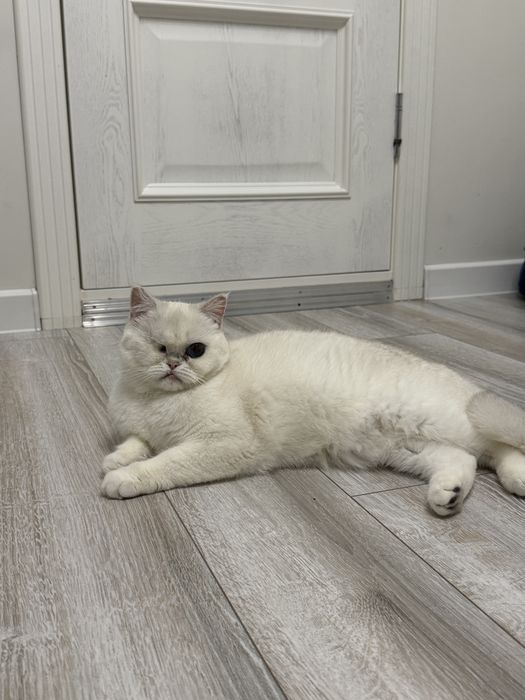 Кошка Маркиза ищет дом.