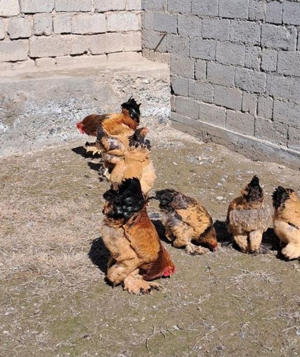 broma xoroz va tovuqla sotiladi