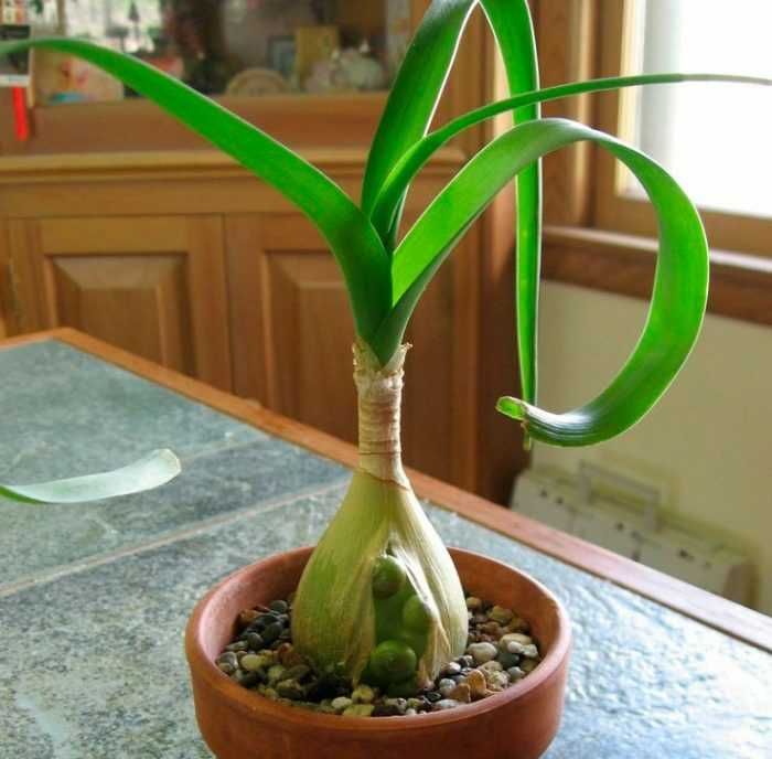 комнатные цветы,пишите.