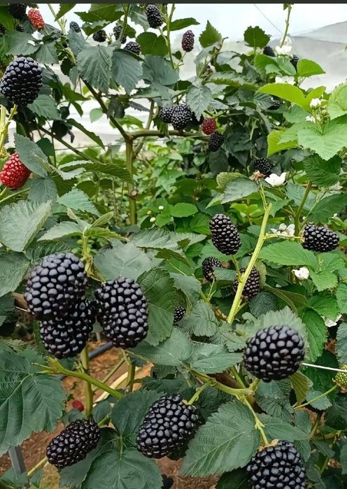 Разсад едра сладка къпина карака блек