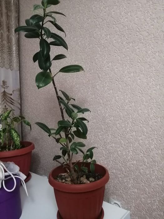 Цветы , высота 75