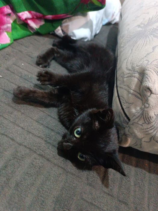 Отдам кошечку (котенок)