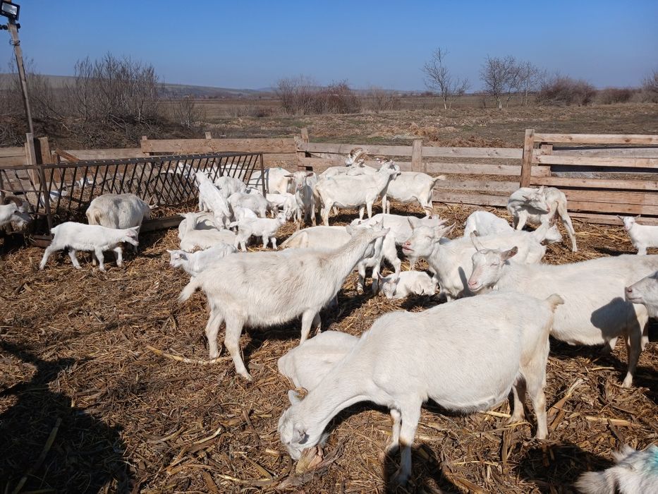Vand capre sannen cu certificat de origine