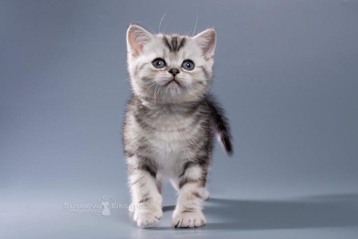 Шотландский серебро мрамор девочка