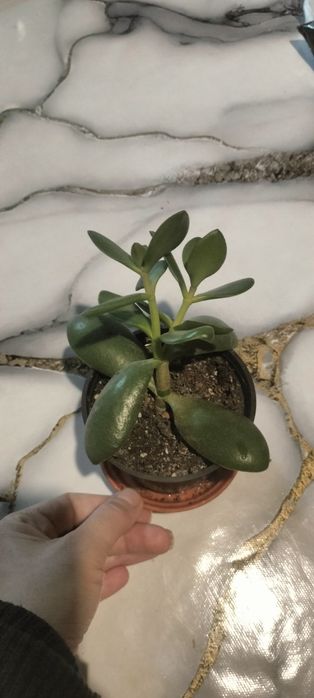 Денежное дерево.