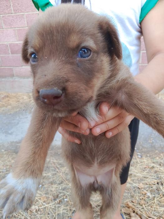 Щенки хорошие красивый