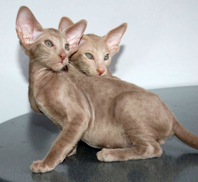 Редкие Ориентальные КОТЯТА