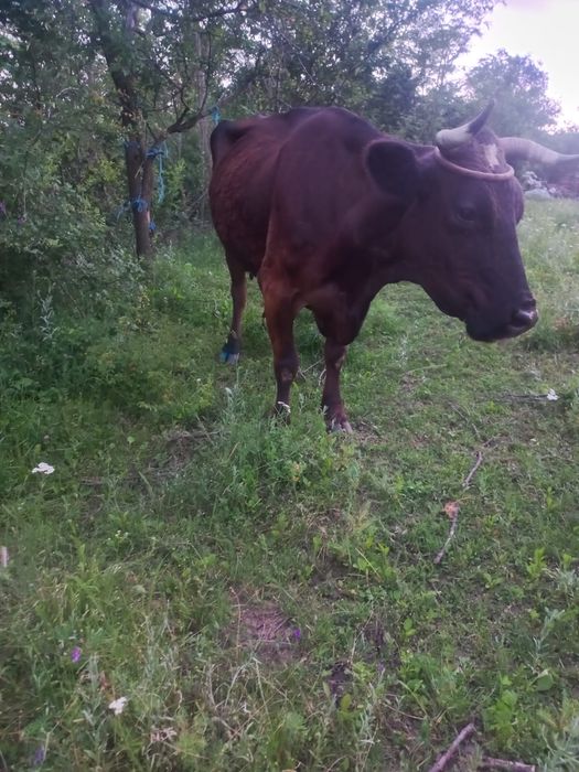 Vand vaca de lapte