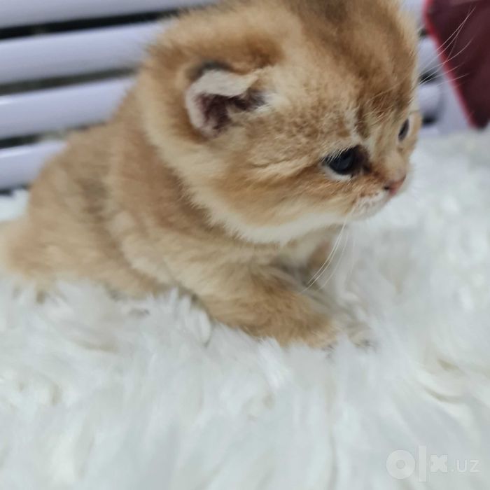Британский короткошерстный  кот