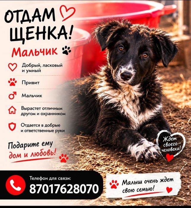Пристраиваются щенки