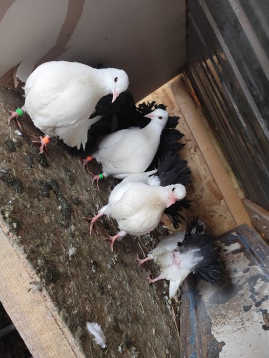 Porumbei de ornament