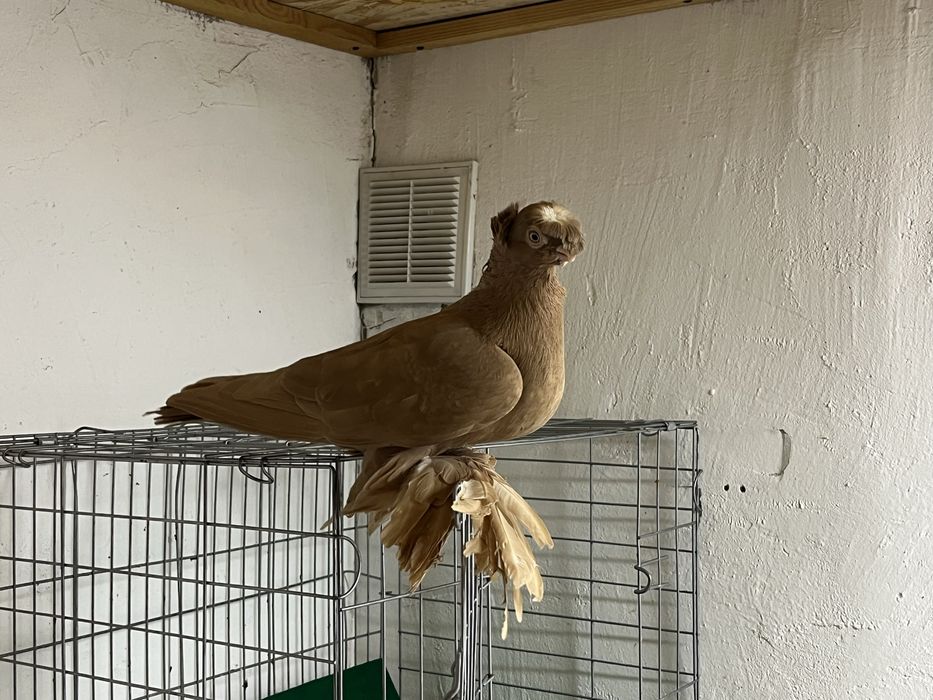 Сатылады кептер продам голубя