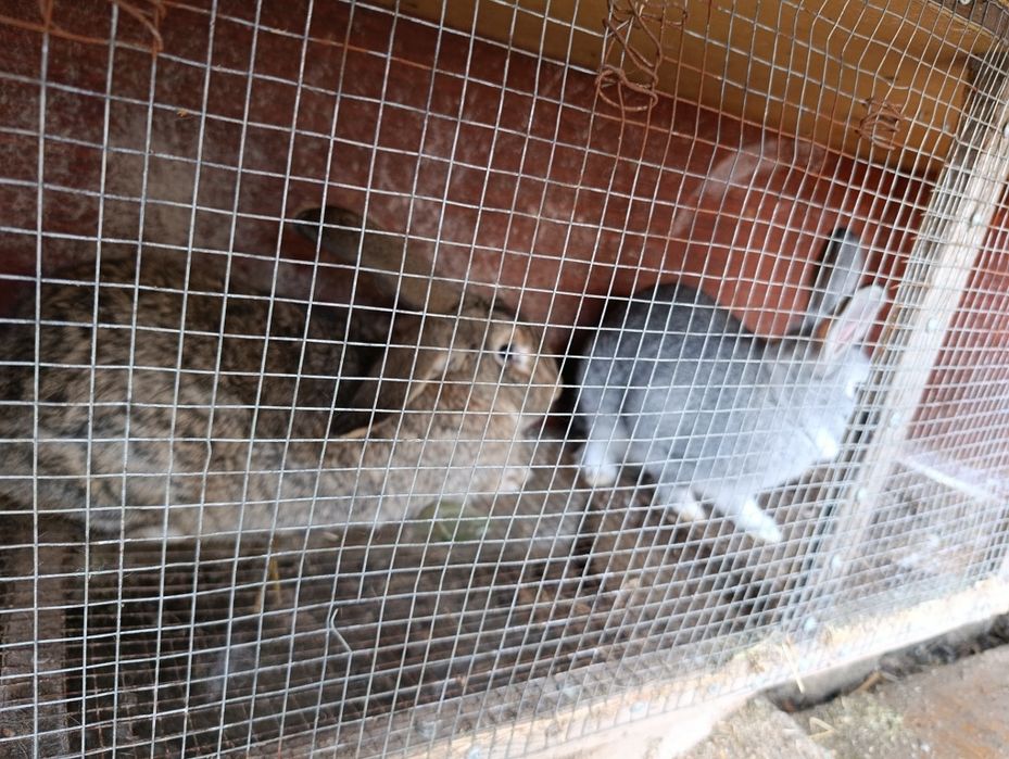 Продаются кролики самка 1 год 290.000 сум самец 7 месяцев 110.000 сум