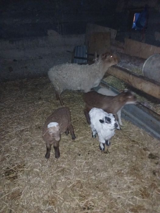 Срочно продам оптом