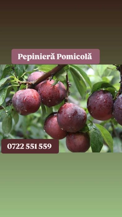 Pomi fructiferi calitate superioară certificati