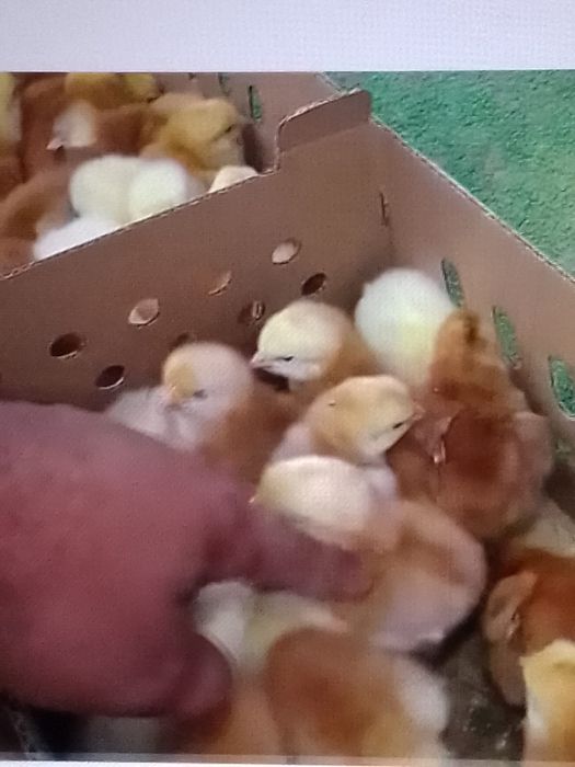 Vand pui de gaina de o zi toate varietatile