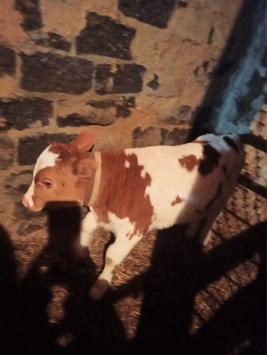 Продам теленка (бычок 2мес )