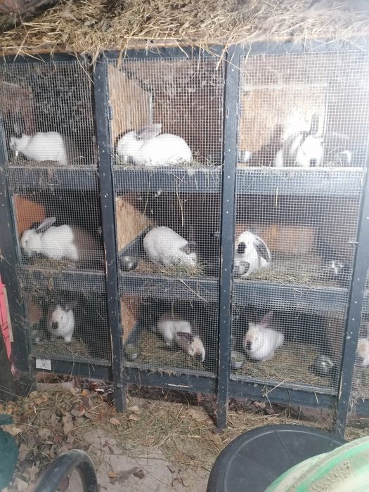 Uriaș de Transilvania femele și masculi