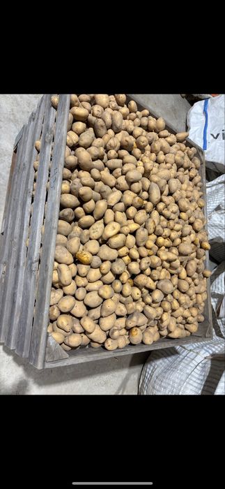 Семе картофи Сорая